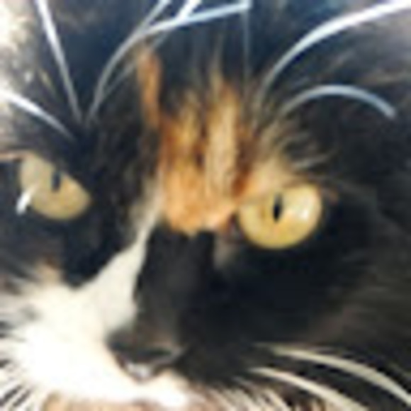 Meet your Posher, Jackie - Picture 3 of 3